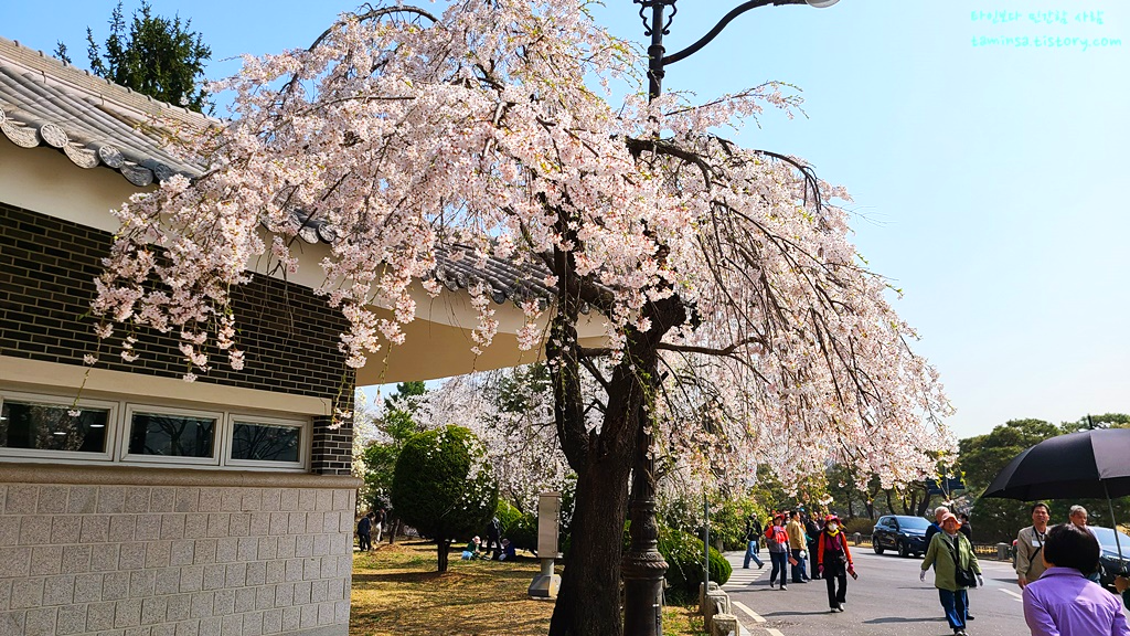 국립현충원-수양벚꽃