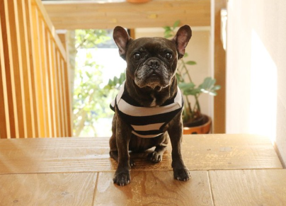 앉는 프렌치 불도그.