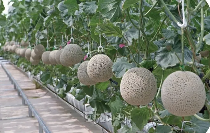 멜론 재배 수정 관리 당도 올리기 비가림 요령_8