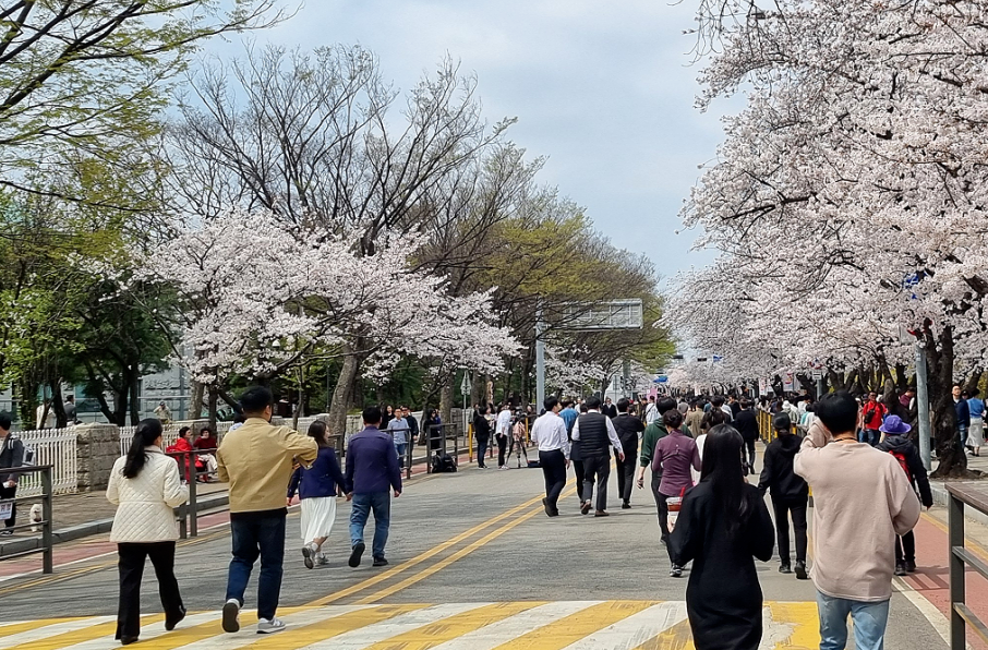 여의도 윤중로벚꽃길