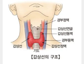 갑상선 기능 저하증 증상 6가지는 무엇인지 알아보기_3