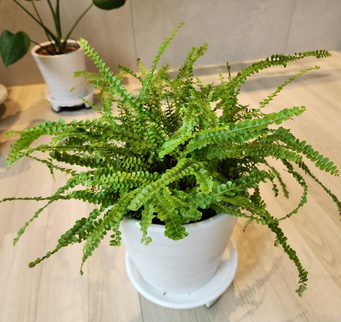 풍성한 더피고사리