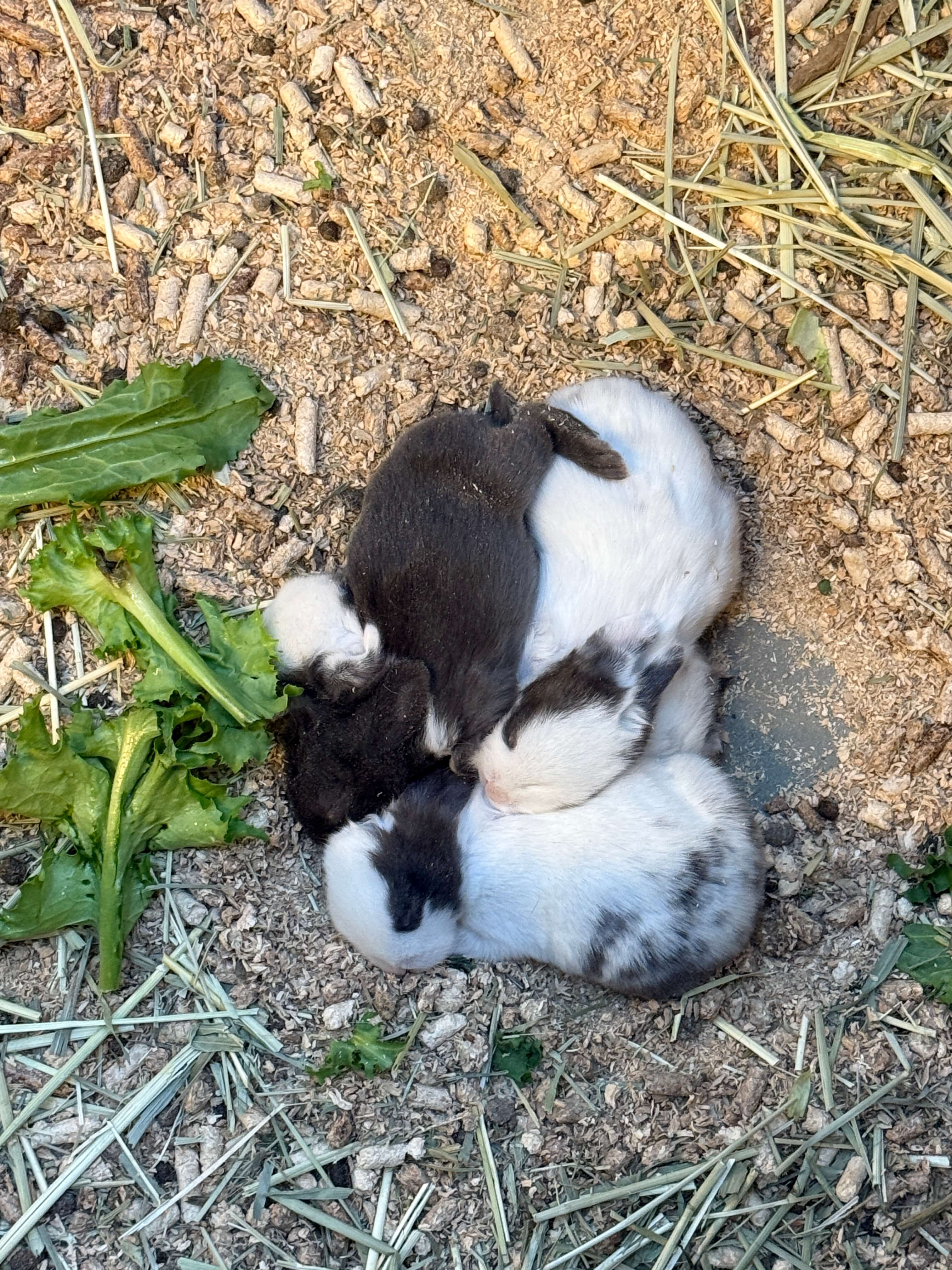 오산버드파크-아기토끼