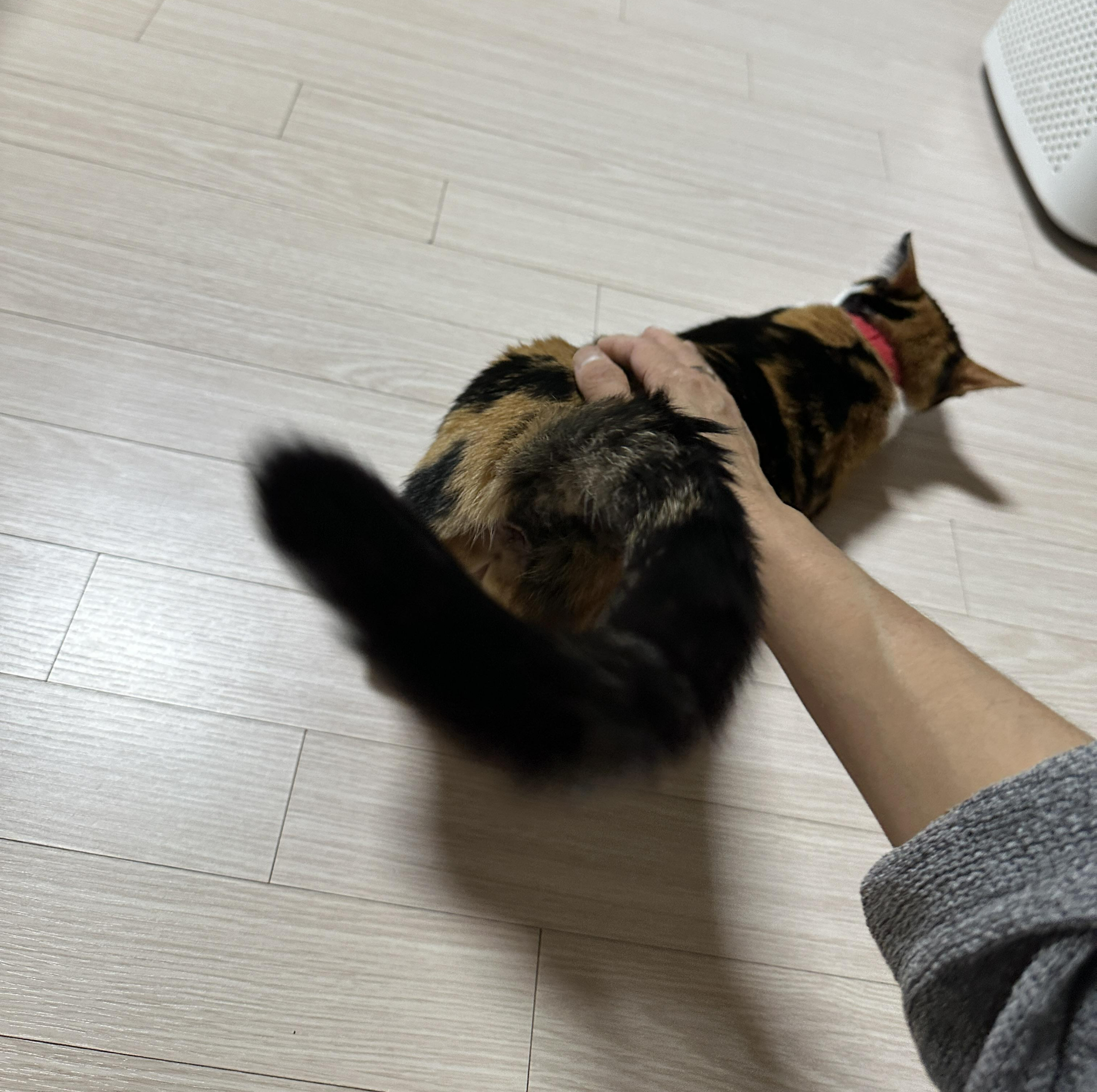 산책다녀온_엄마에게_궁디팡팡받는_삼색냥이_츤데레_다다