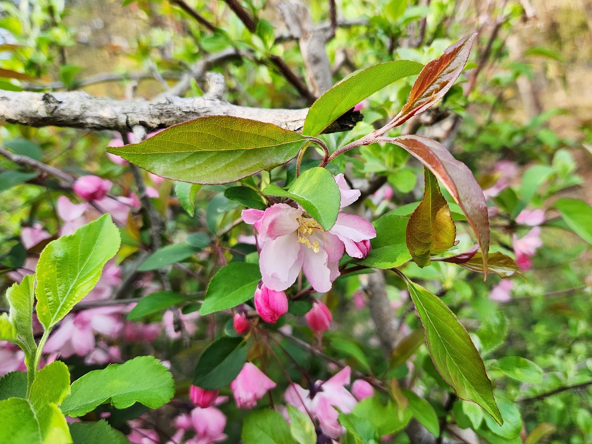 서부해당(꽃아그배나무)