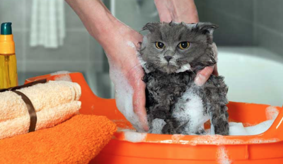 샴푸되는 고양이