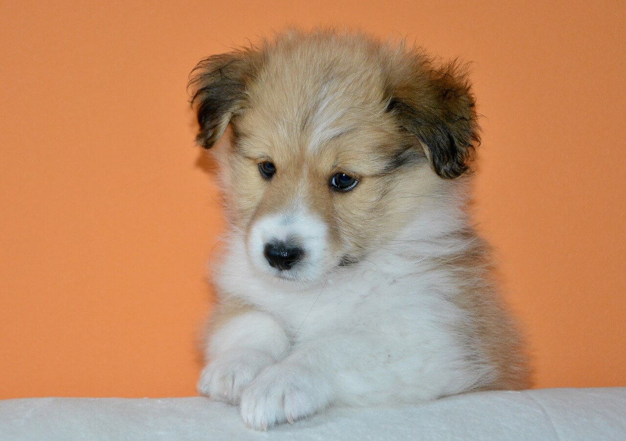 집에서 할 수 있는 강아지 건강 체크 10가지 방법