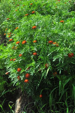 아프리칸매리골드