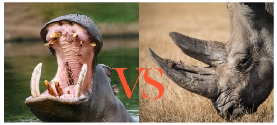 코뿔소vs하마