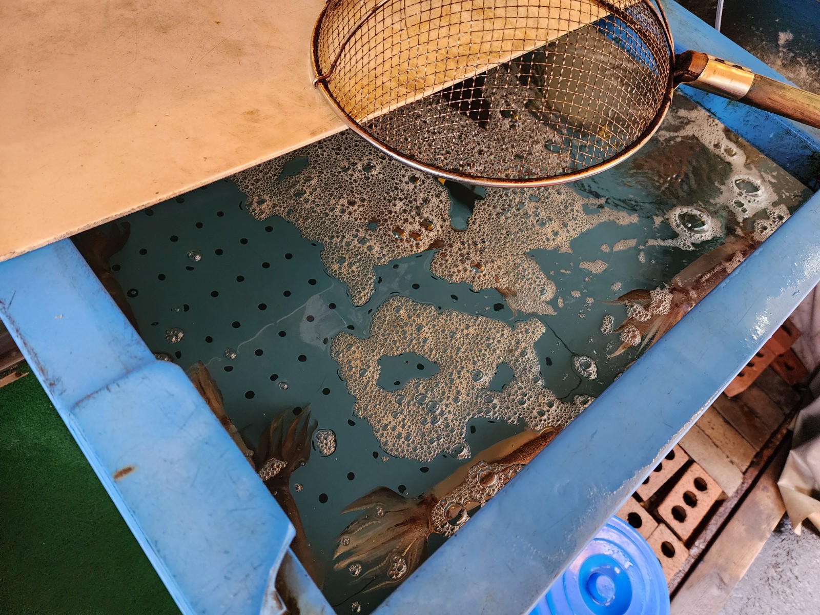 수조 속 오징어