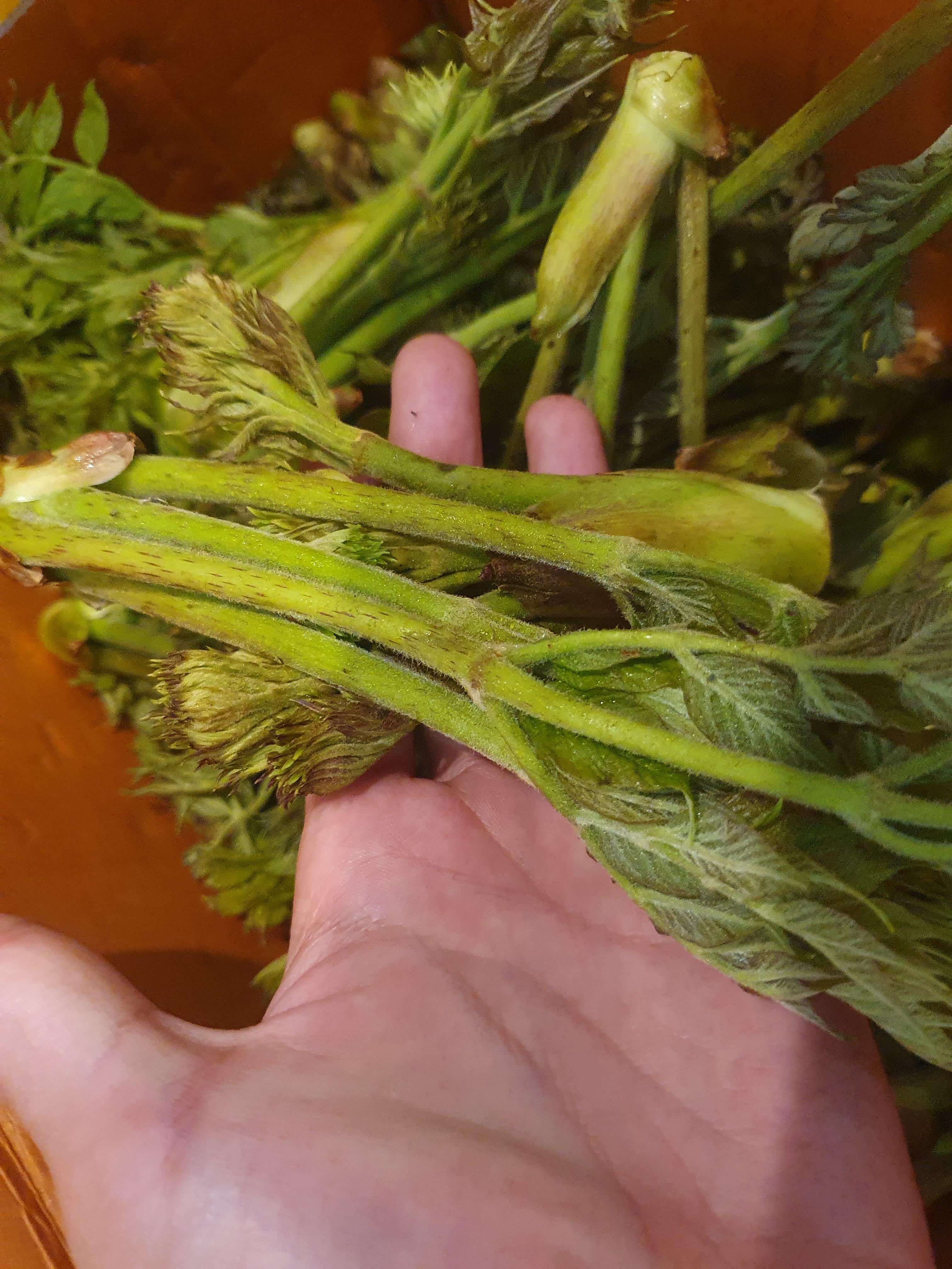 두릅 효능 가격 두릅 먹는 방법