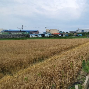 가루쌀 과 일반쌀 차이점