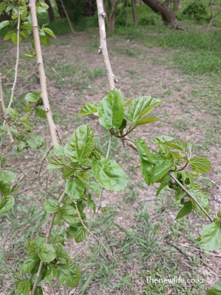 뽕잎 효능 중 혈당 조절 효과를 상징하는 여의도 생태공원의 초록 뽕잎 실사 이미지