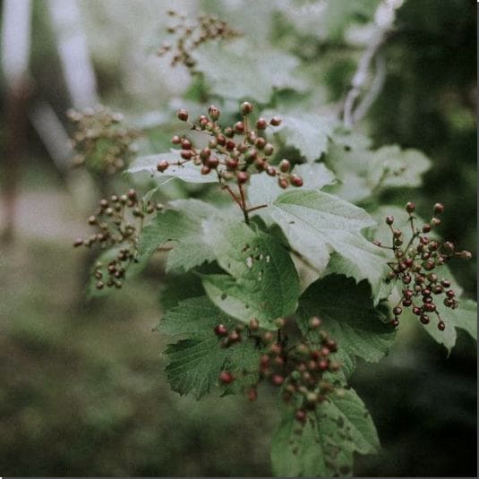 가막살나무 효능
