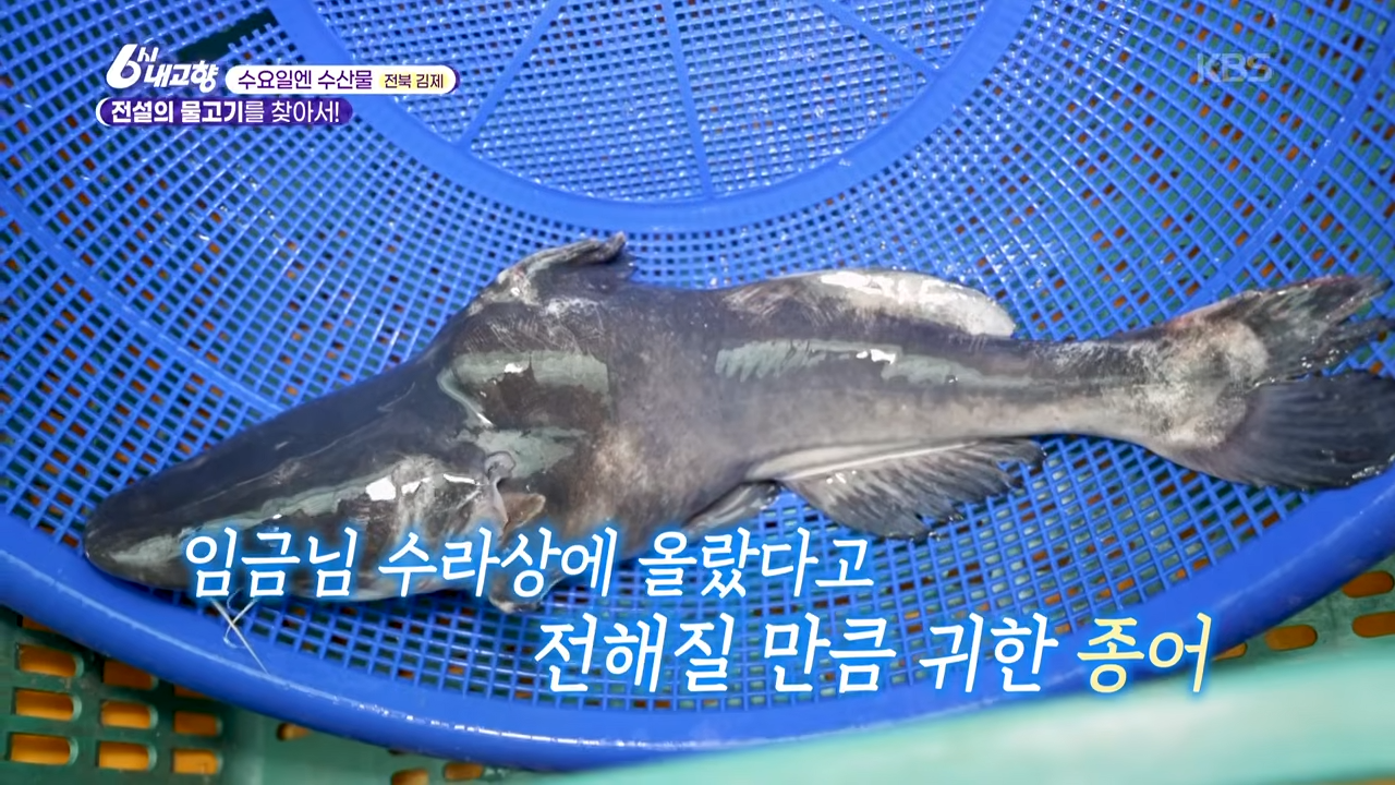 종어 관련 이미지
