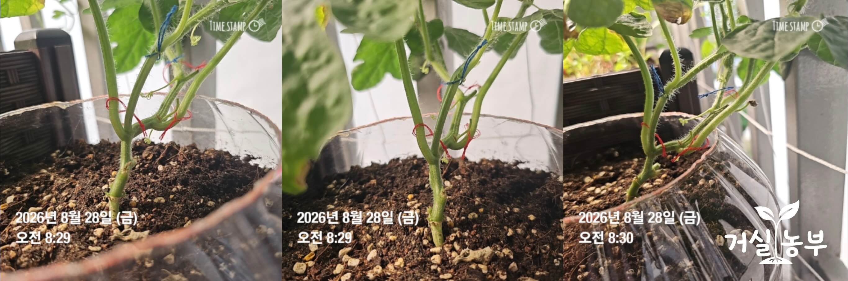 베란다 수박 6마디 적심 후 4번과 6번 아들줄기를 남긴 모습