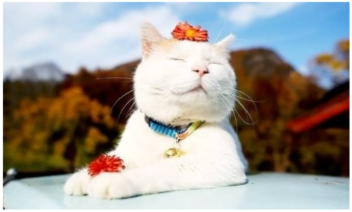 고양이
