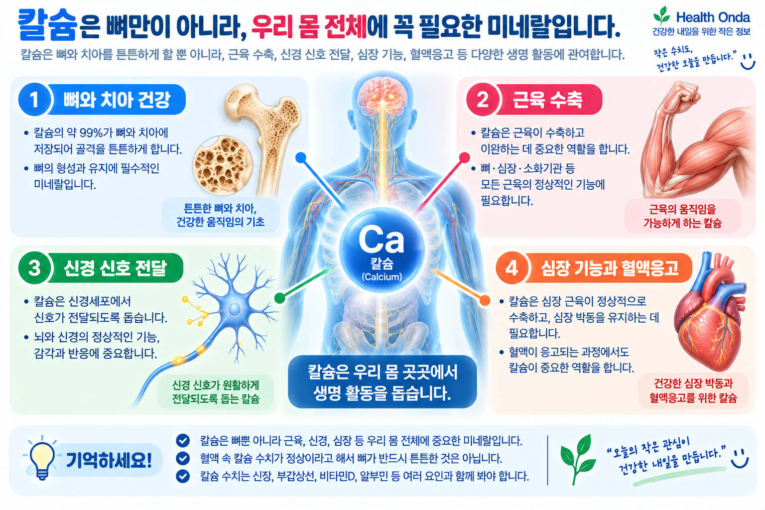 혈중 칼슘과 뼈 건강을 설명하는 삽화