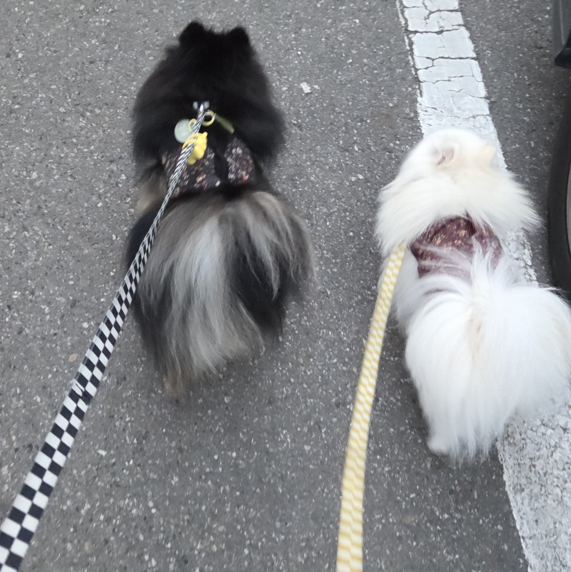 산책중인 하콩&amp;달콩