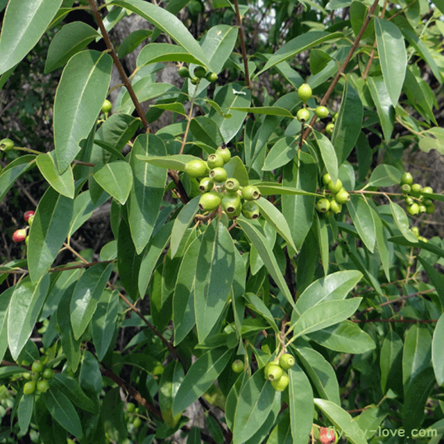 샌들우드 (Sandalwood), 샌들우드 오일