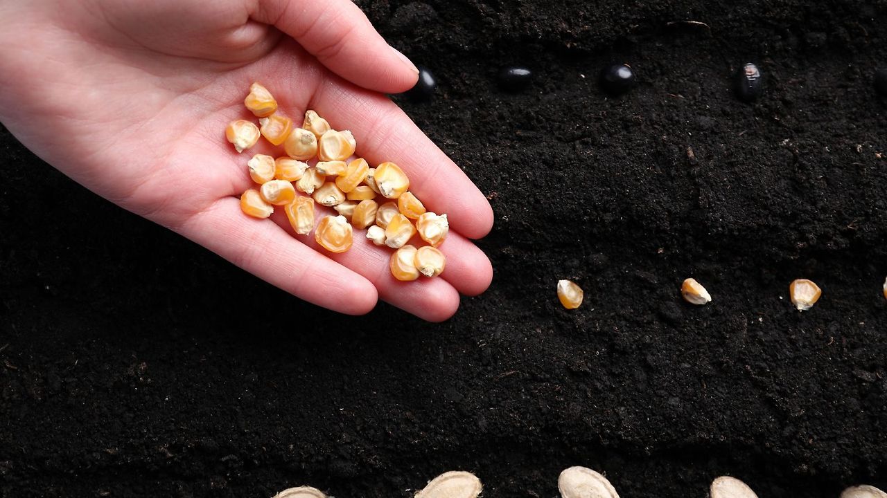 옥수수 심는시기