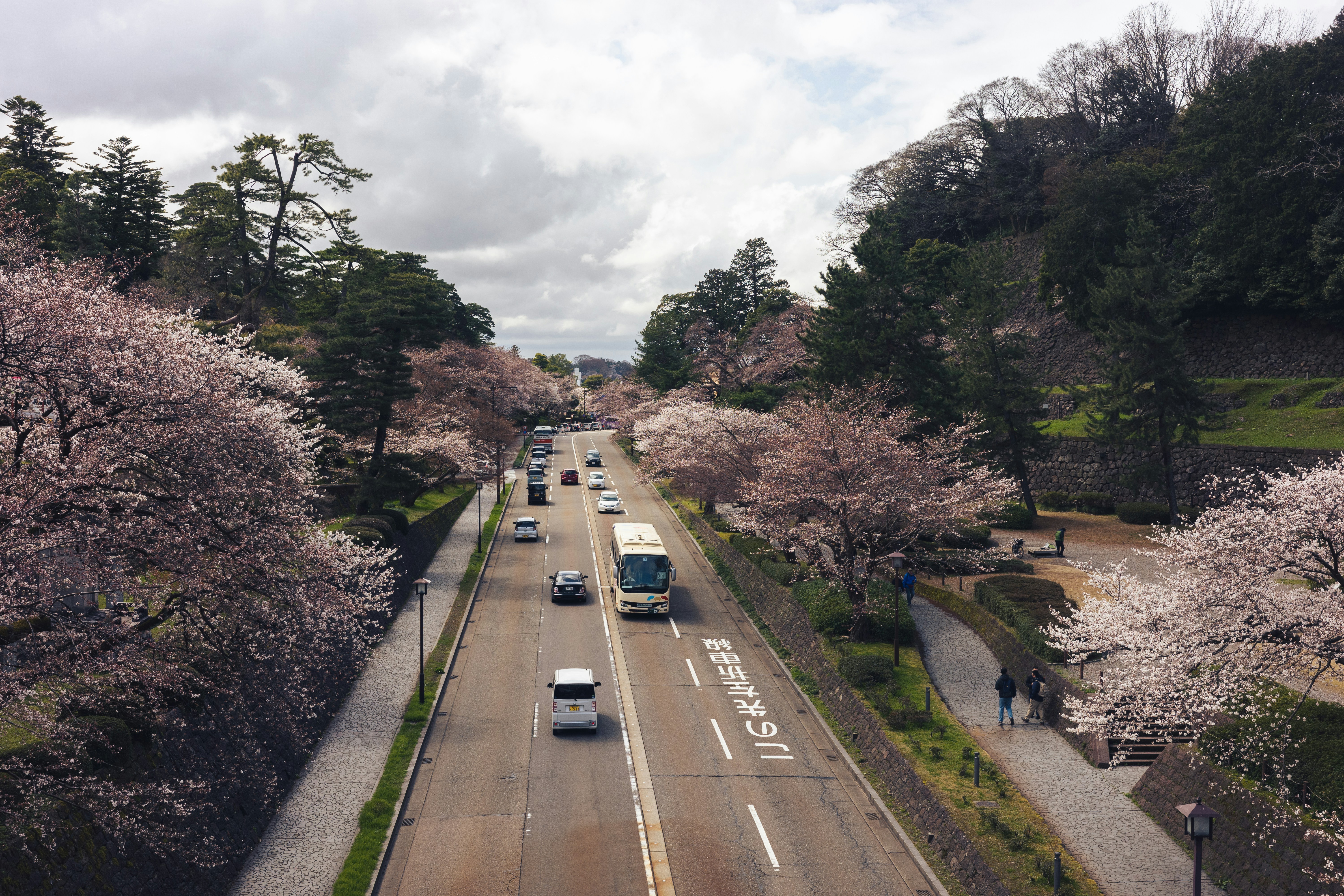벚꽃길을 따라 자동차가 달리는 봄 드라이브 풍경 이미지 관련 사진