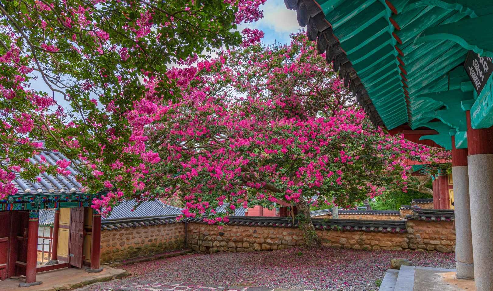 군산 옥구향교 배롱나무