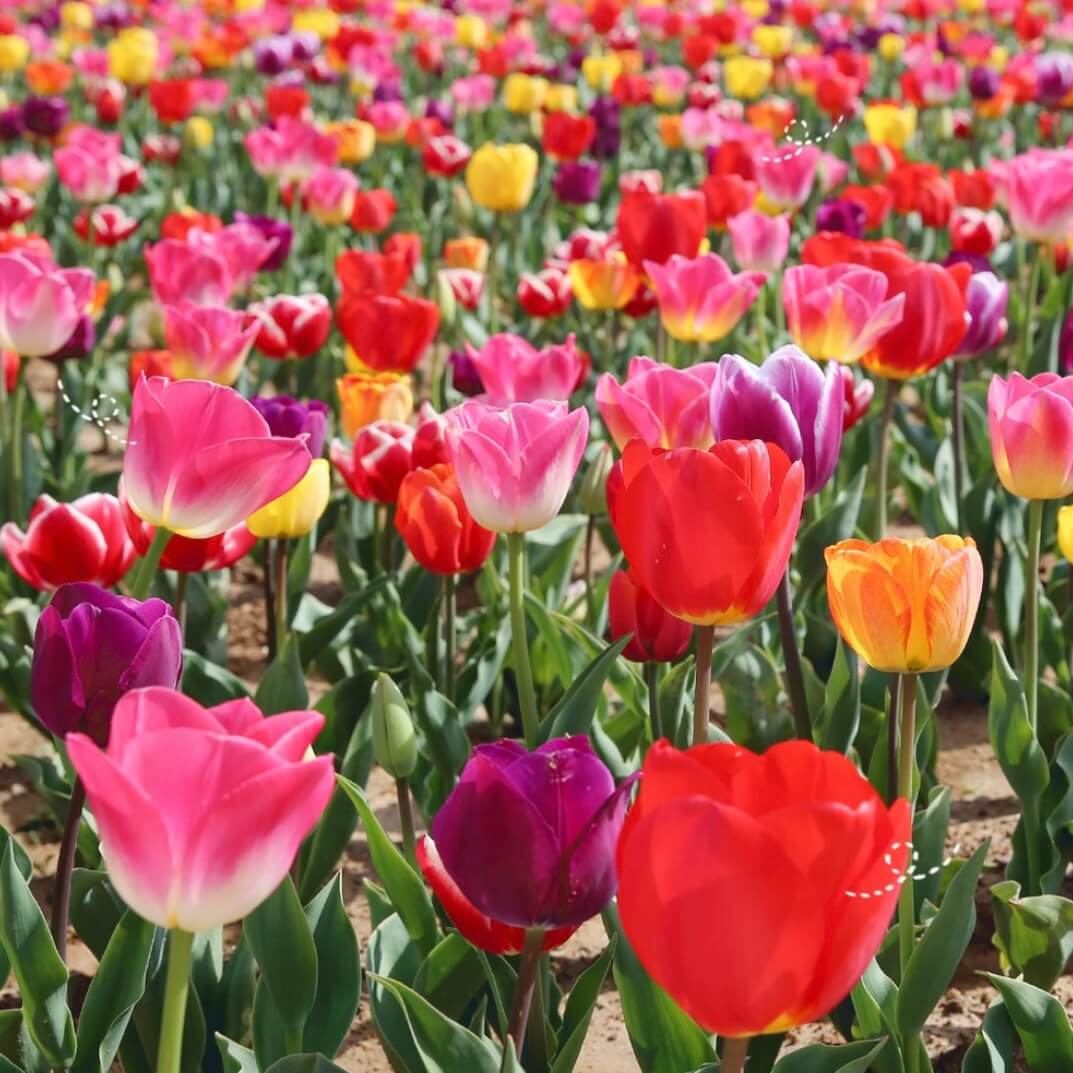 임자도 튤립축제기간