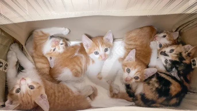 &amp;quot;고양이