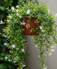 늘어지는 자스민 키우는 법