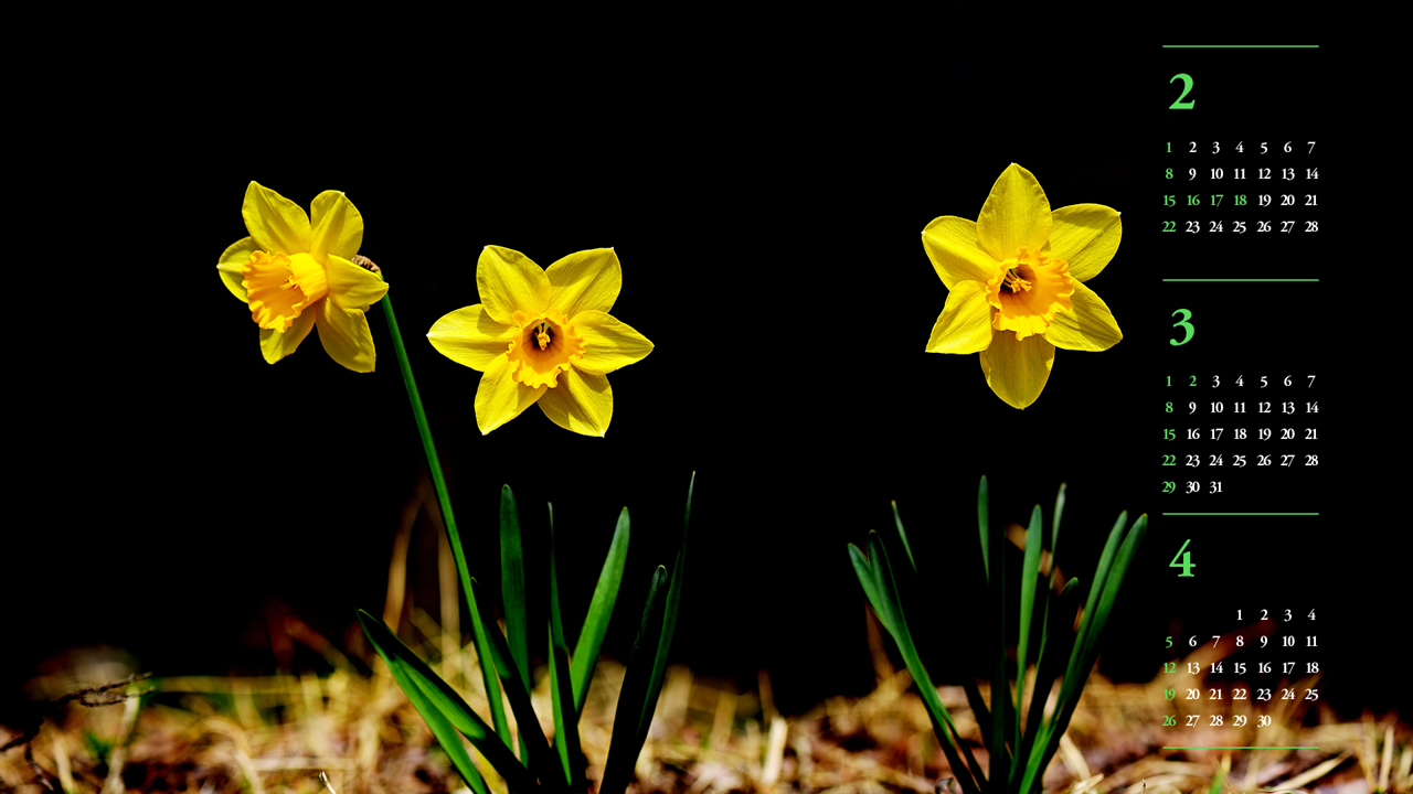 11 노란색 수선화 세송이 검정배경 B - 2026년3월 달력배경화면