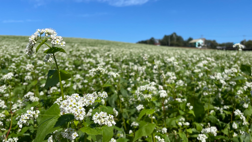 고창학원농장13