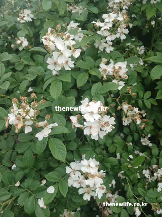 찔레꽃 효능 영양성분 캄페롤
