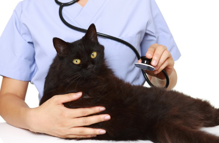 청진기와 고양이.