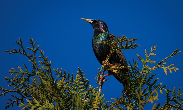 아보하를 통한 우울증 극복