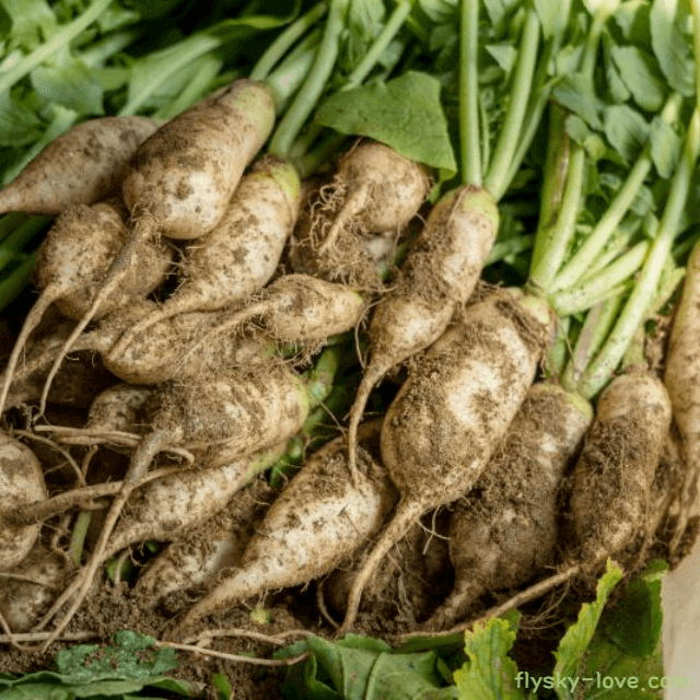 혈당 조절에 효과적인 총각무