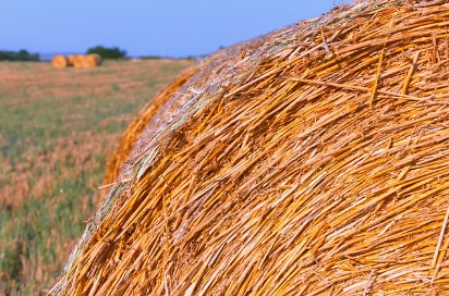 농지연금 지급방식 적용금리 및 지급정지사유