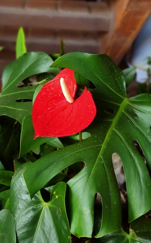 대너리스-카페-꽃