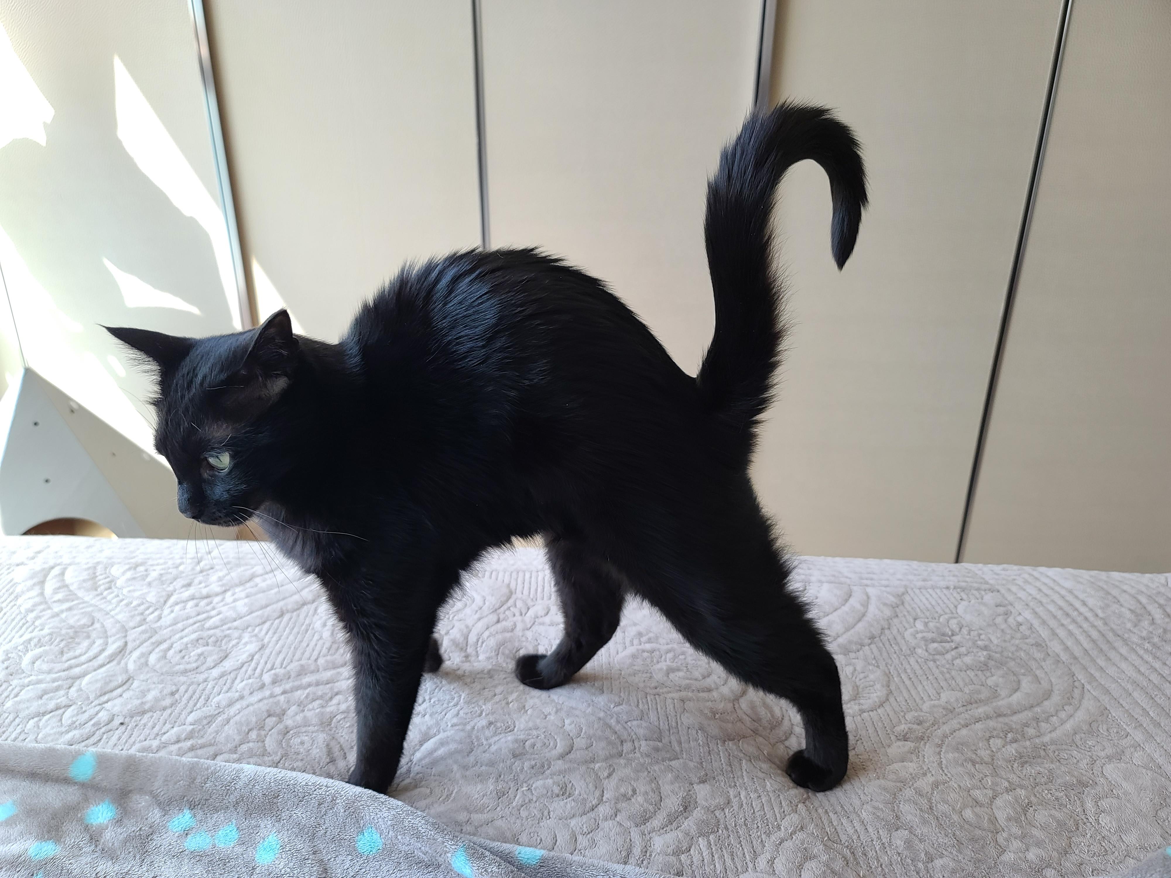 우리집 아홉냥이의 고양이 종류