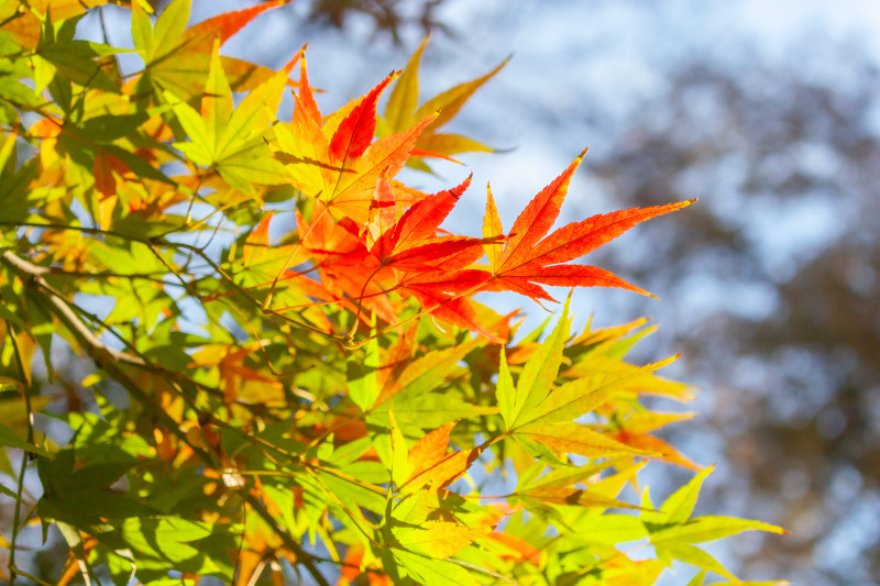 2024년 가을 단풍 시기