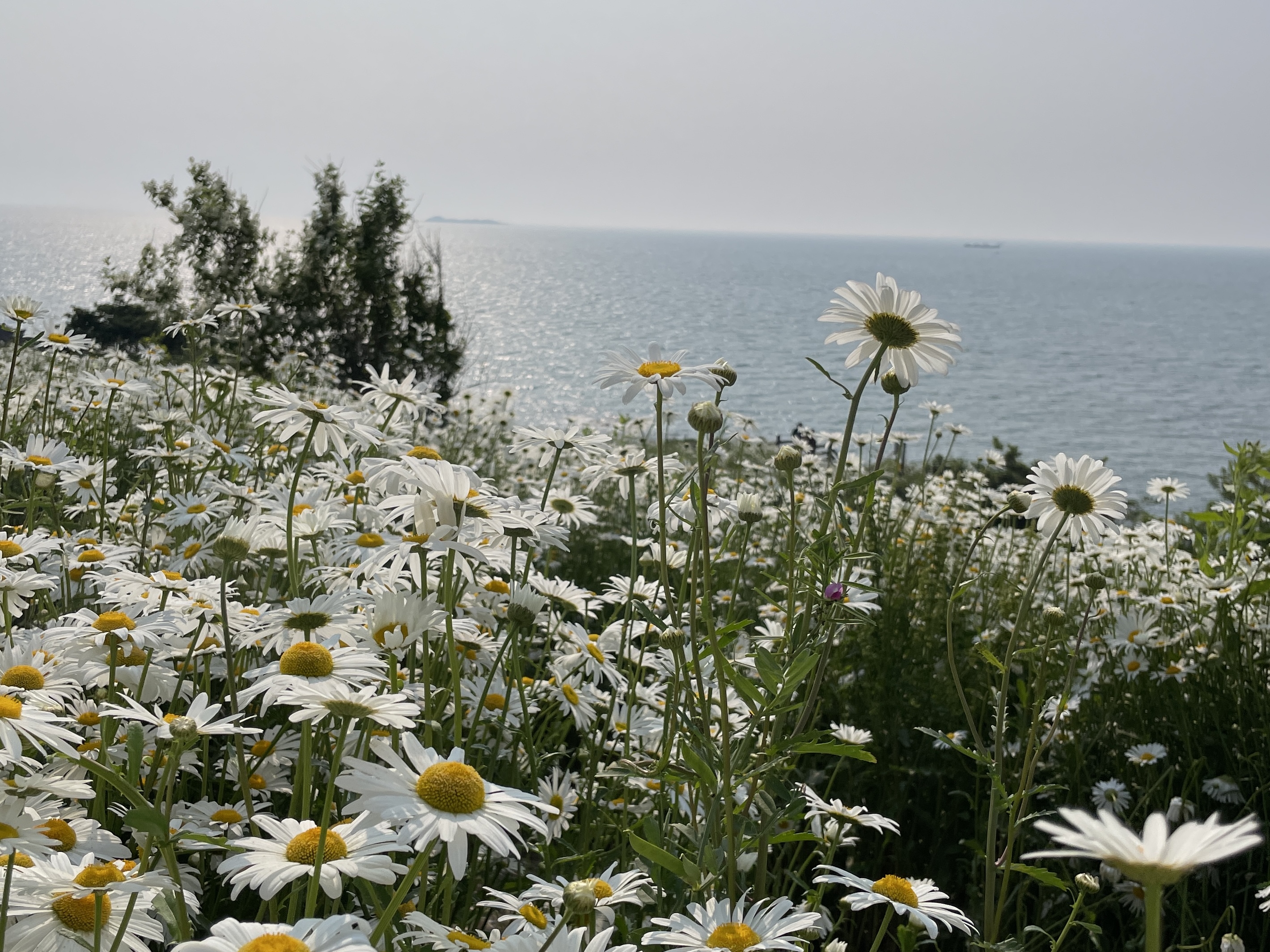 부안 샤스타데이지