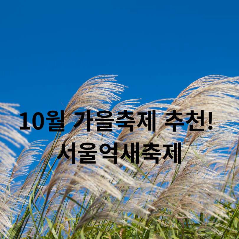 10월 가을축제 추천! 서울억새축제