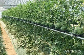 수박 재배 접목 선택 순 따기 당도 올리기_32