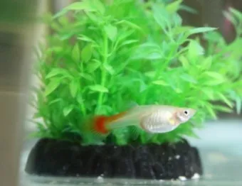 구피 키우기와 건강하게 번식시키는 팁_16