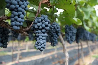 머루포도 효능키우기제철머루포도주 담그기먹는 방법보관 방법 안내_19