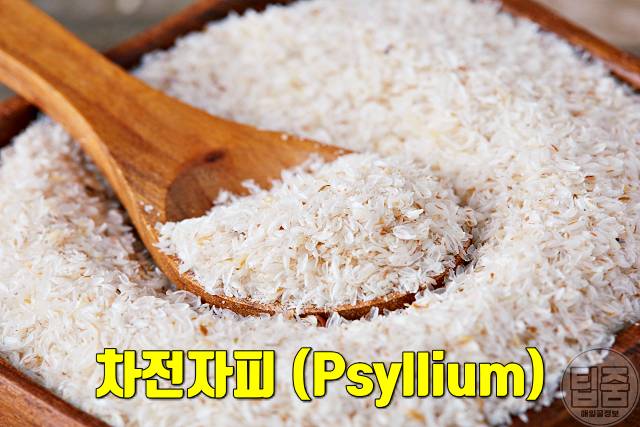 차전자피 효능 부작용 하루권장량 매일