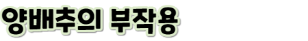 양배추 소제목4