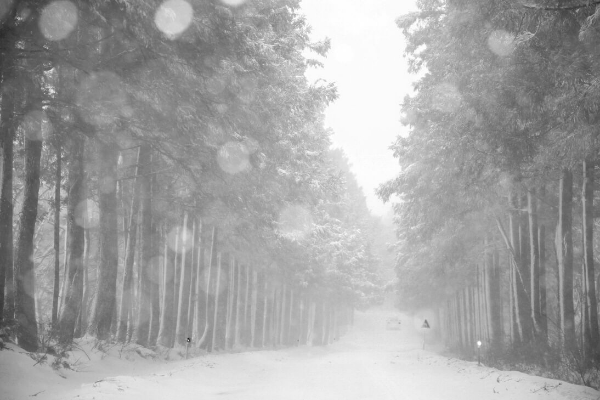 제주도 겨울 트레킹 명소 BEST 5, 한라산&middot;절물&middot;사려니&middot;비자림&middot;용머리해안 코스 정리