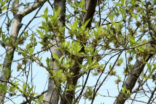 두충나무껍질05