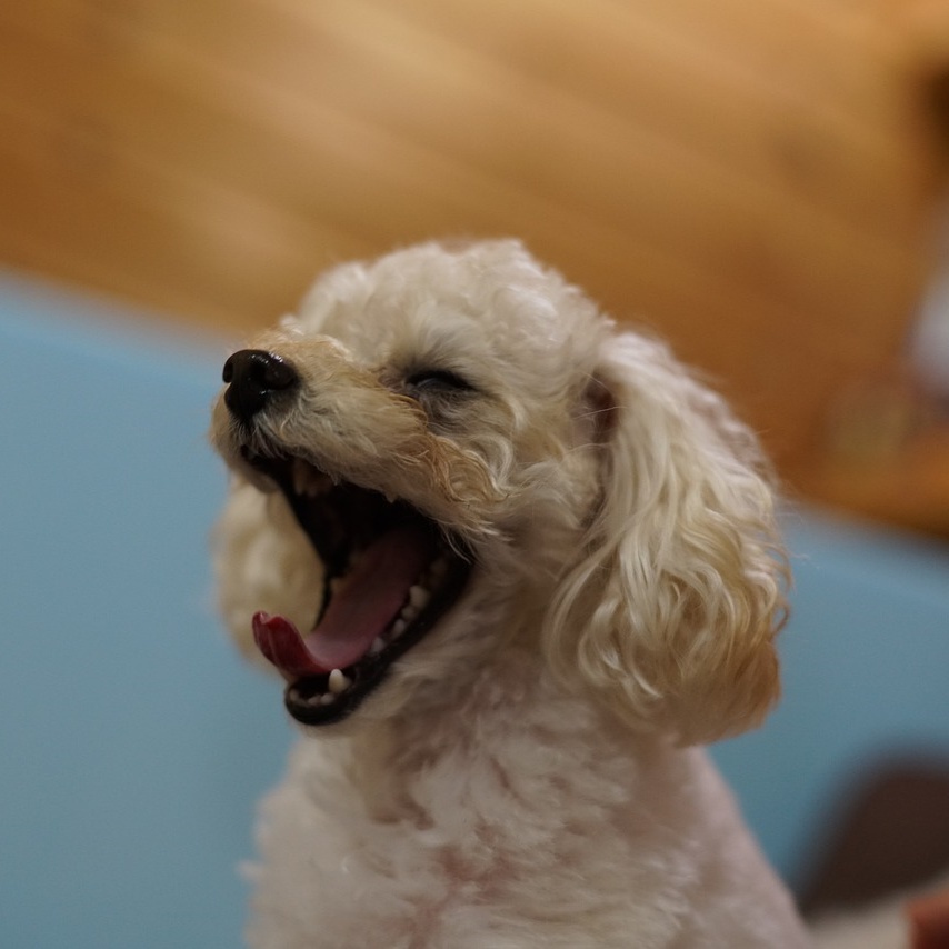 Poodle1